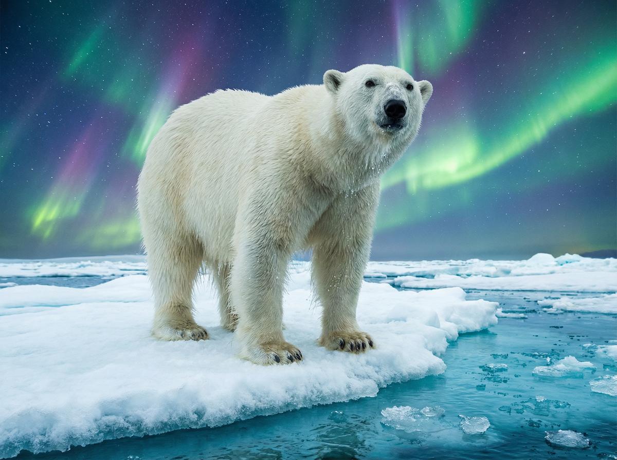 母狗园北极熊视频